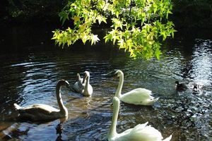 Schwanenfamilie beim Graftenbesuch in Jever